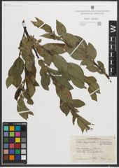 Foto von Salix myrsinites L. x Salix nigricans Sm.